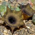 Huernia Barbata