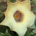 Huernia Blyderiverenis