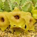 Huernia Brevirostris