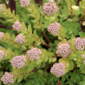 Hylotelephium anacampseros