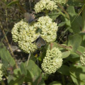 Hylotelephium caucasicum
