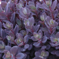 Hylotelephium 'Plum Dazzled'
