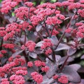 Hylotelephium 'Xenox'