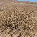 Jatropha Cuneata