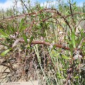 Jatropha Dioica