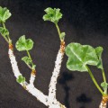 Jatropha Pelargonifolia