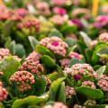 Kalanchoe