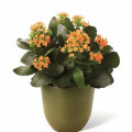 Kalanchoe