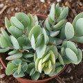 Kalanchoe alticola