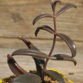 Kalanchoe beauverdii