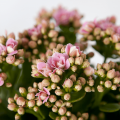 Kalanchoe blossfeldiana 'Calandiva'