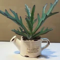 Kalanchoe 'Elk Antlers'