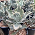 Kalanchoe 'Fang'