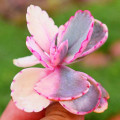 Kalanchoe fedtschenkoi 'Variegata'