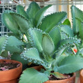 Kalanchoe laetivirens