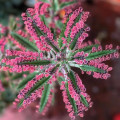 Kalanchoe 'Pink Butterflies'