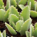 Kalanchoe 'Roseleaf'