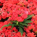 Kalanchoe 'Tarantula'