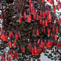 Kalanchoe 'Tessa'