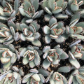 Kalanchoe tomentosa