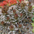 Kalanchoe tomentosa 'Chocolate Soldier'