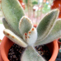 Kalanchoe tomentosa 'Super Fuzzy'