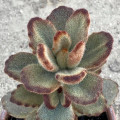 Kalanchoe tomentosa 'Teddy Bear'