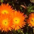 Lampranthus Aureus