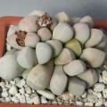 Lapidaria