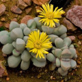 Lapidaria
