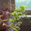 Lenophyllum Acutifolium