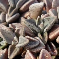 Lenophyllum guttatum