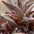 Lenophyllum guttatum 'Variegatum'