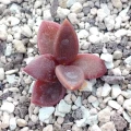 Lenophyllum latum
