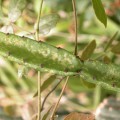 Leptocereus Grantianus