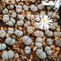 Lithops amicorum