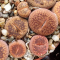 Lithops aucampiae