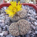 Lithops bromfieldii