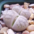 Lithops coleorum