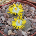 Lithops comptonii