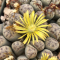 Lithops dinteri