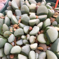 Lithops divergens