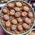 Lithops dorothae