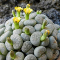 Lithops francisci