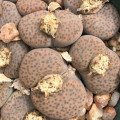 Lithops fulviceps