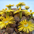 Lithops gesinae