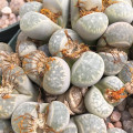 Lithops geyeri