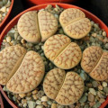 Lithops gracilidelineata