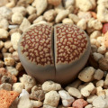 Lithops hallii