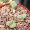 Lithops helmutii